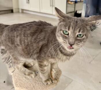 Domestic Short Hair Cats Available for Adoption - Primrose | PetCurious