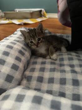 Domestic Short Hair Cats Available for Adoption in Columbus, Indiana - Duckey | PetCurious