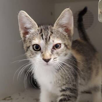 Libra -  Domestic Short Hair Cat for Adoption in Phoenix, Arizona - Libra | PetCurious