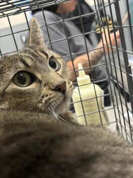 LILLY -  Domestic Short Hair Cat for Adoption in Las Vegas, Nevada - LILLY | PetCurious