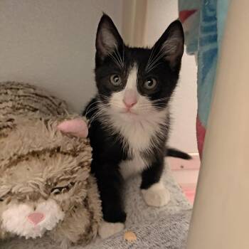 Nathan -  Domestic Short Hair Cat for Adoption in Ojai, California - Nathan | PetCurious