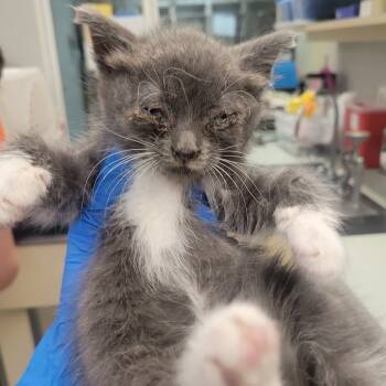 Rescue Domestic Medium Hair Cats for Adoption in Westminster, California - Chicki Nuggy | PetCurious