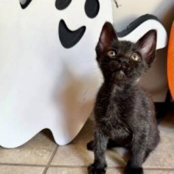 Rescue Domestic Short Hair Cats for Adoption in San Antonio, Texas - Bruno | PetCurious