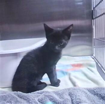 HIBISCUS -  Domestic Short Hair Cat for Adoption - HIBISCUS | PetCurious