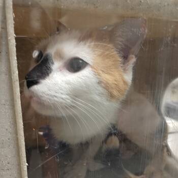 Rescue Domestic Short Hair Cats for Adoption in Philadelphia, Pennsylvania - Caterina | PetCurious