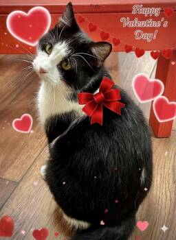 Domestic Short Hair Cats Available for Adoption - Shadow #4 | PetCurious