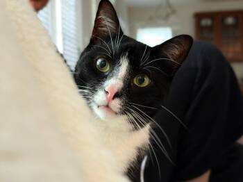 Ronan -  Domestic Short Hair Cat for Adoption in Cary, North Carolina - Ronan | PetCurious