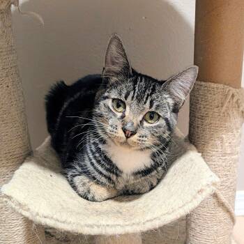 Pumpkin -  Tabby and Domestic Short Hair Cat for Adoption in Pasco, Washington - Pumpkin | PetCurious