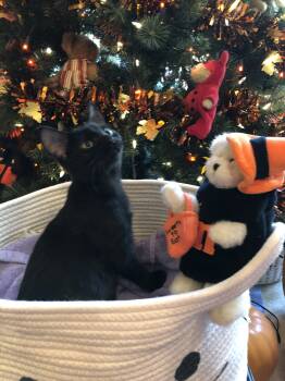 Rescue Domestic Short Hair Cats for Adoption in Seven Valleys, Pennsylvania - Smudge | PetCurious