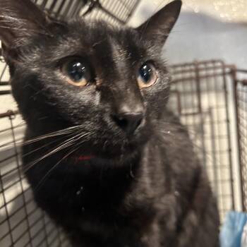 IVHS-Stray-141699 -  Domestic Short Hair Cat for Adoption in San Gabriel, California - IVHS-Stray-141699 | PetCurious