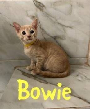 Bowie -  Domestic Short Hair Cat for Adoption in Ruskin, Florida - Bowie | PetCurious