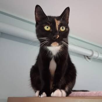 Celeste -  Domestic Short Hair Cat for Adoption in Middlebury, Vermont - Celeste | PetCurious