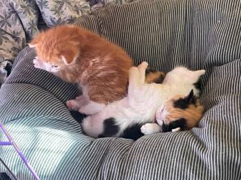 Yvette -  Domestic Short Hair Cat for Adoption in Westfield, New York - Yvette | PetCurious