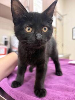 Sandra Bullock -  Domestic Short Hair Cat for Adoption in Fishers, Indiana - Sandra Bullock | PetCurious