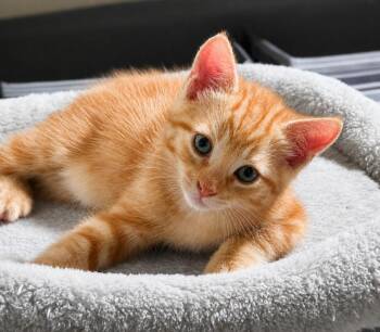 Loki -  Domestic Short Hair Cat for Adoption in Sebastian, Florida - Loki | PetCurious