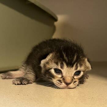 Domestic Short Hair Cats Available for Adoption in Normal, Illinois - Jenna | PetCurious