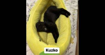Kuzko -  Domestic Short Hair Cat for Adoption in Emerald Isle, North Carolina - Kuzko | PetCurious