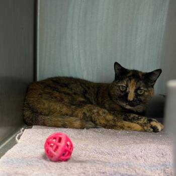 Lucky -  American Shorthair Cat for Adoption in Englewood, Florida - Lucky | PetCurious