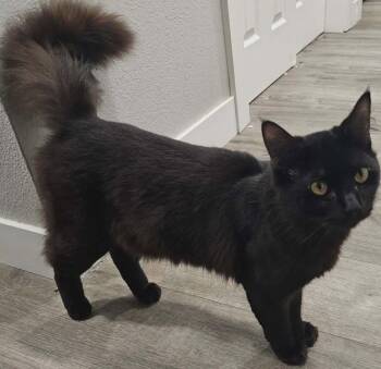 Fiercy -  Domestic Medium Hair Cat for Adoption in Battle Ground, Washington - Fiercy | PetCurious