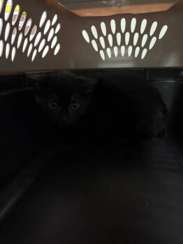 Sidious -  Domestic Short Hair Cat for Adoption in Ocala, Florida - Sidious | PetCurious