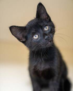 Buzby -  Domestic Short Hair Cat for Adoption in Pequot Lakes, Minnesota - Buzby | PetCurious