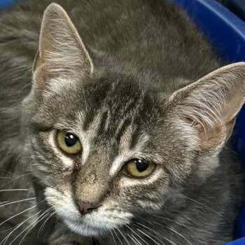Star -  Domestic Short Hair Cat for Adoption in East Hanover, New Jersey - Star | PetCurious