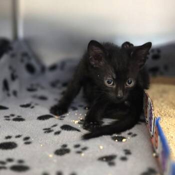 MILKY WAY -  Domestic Short Hair Cat for Adoption in Las Vegas, Nevada - MILKY WAY | PetCurious