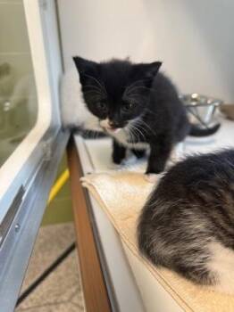 Lightning Bug -  Domestic Medium Hair and Domestic Short Hair Cat for Adoption in Fairfax, Virginia - Lightning Bug | PetCurious