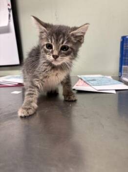 Domestic Short Hair Cats Available for Adoption in Picayune, Mississippi - Furrnanda | PetCurious