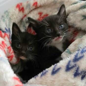 Pippi -  Domestic Short Hair Cat for Adoption in Meridian, Idaho - Pippi | PetCurious