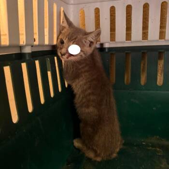Stormy -  Domestic Short Hair Cat for Adoption in Madison, Wisconsin - Stormy | PetCurious