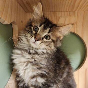 Pearl Krabs -  Domestic Long Hair Cat for Adoption in Liberty, Missouri - Pearl Krabs | PetCurious