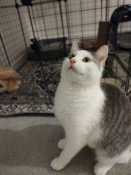 Rescue Domestic Short Hair Cats for Adoption in Fort Collins, Colorado - Galinda | PetCurious