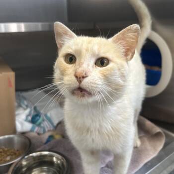 Pudding (Holland Cat Cove) -  Domestic Short Hair Cat for Adoption in West Olive, Michigan - Pudding (Holland Cat Cove) | PetCurious