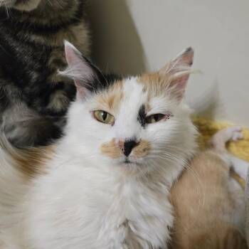 Domestic Medium Hair Cats Available for Adoption - Mother Maiasaura | PetCurious