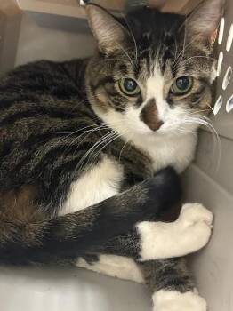 SASHIMI -  Domestic Short Hair Cat for Adoption in Las Vegas, Nevada - SASHIMI | PetCurious