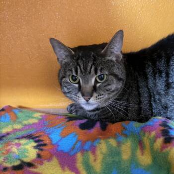 Domestic Short Hair Cats Available for Adoption - Bonnie | PetCurious