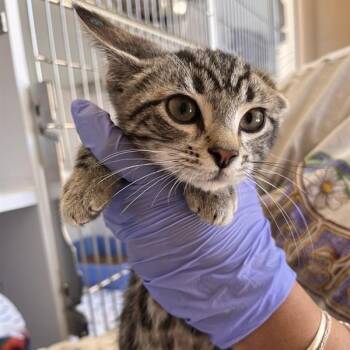 Sunglow -  Domestic Short Hair Cat for Adoption in Kanab, Utah - Sunglow | PetCurious