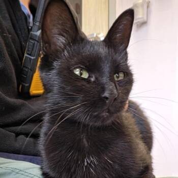 Hilda -  Domestic Short Hair Cat for Adoption in Cooperstown, New York - Hilda | PetCurious
