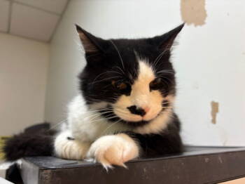 Rescue Domestic Short Hair Cats for Adoption in Herndon, Virginia - Romeo | PetCurious