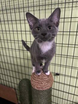 Rescue Domestic Long Hair Cats for Adoption in Muskegon, Michigan - Quilt | PetCurious