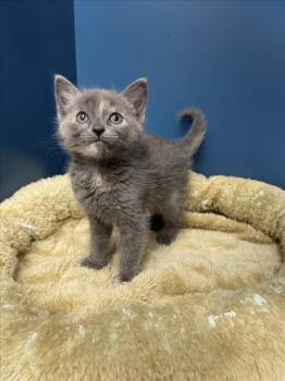 Domestic Short Hair Cats Available for Adoption in Tracy, California - CANTUTA | PetCurious