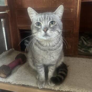 Domestic Short Hair Cats Available for Adoption in Boerne, Texas - Captain Von Trapp | PetCurious