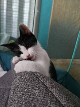 Hoeffer -  Domestic Medium Hair and Domestic Short Hair Cat for Adoption in Walnut Creek, California - Hoeffer | PetCurious