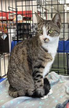 Domestic Short Hair Cats Available for Adoption - Amy | PetCurious