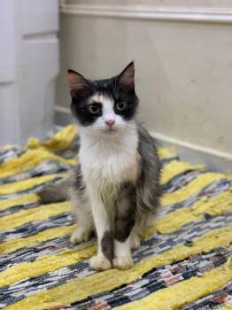 Rescue Turkish Angora Cats for Adoption in Brampton, Ontario - Grace C | PetCurious