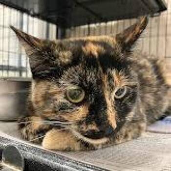 Domestic Short Hair Cats Available for Adoption in Dekalb, Illinois - Wezzer | PetCurious