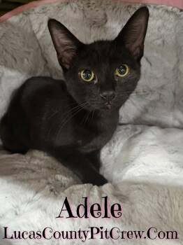 Rescue American Shorthair and Domestic Short Hair Cats for Adoption in Toledo, Ohio - Adele | PetCurious