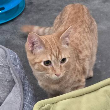 Rescue Domestic Short Hair Cats for Adoption in Fairmont, West Virginia - Copper | PetCurious
