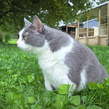 Shady -  Domestic Short Hair Cat for Adoption in Maryville, Tennessee - Shady | PetCurious